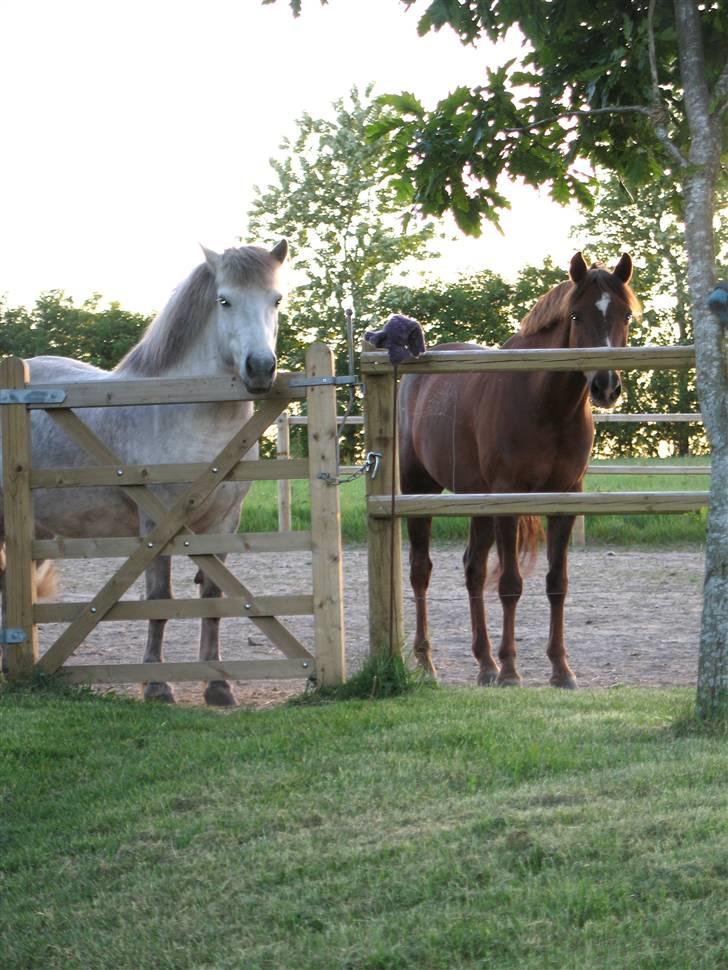 Islænder | Hlin fra Helgenæs  billede 17