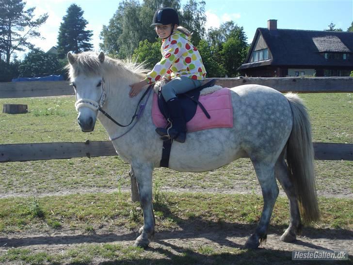 Islænder | Hlin fra Helgenæs  billede 18