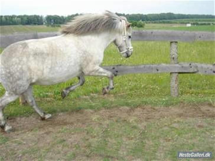 Islænder | Hlin fra Helgenæs  - Hlin hopper. billede 19