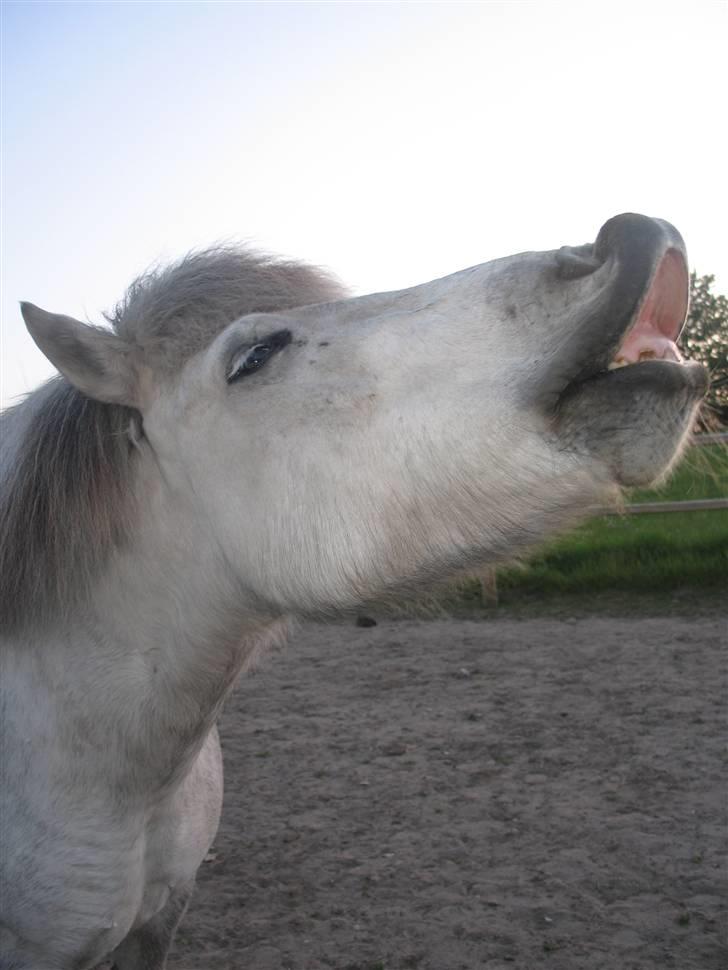Islænder | Hlin fra Helgenæs  billede 20