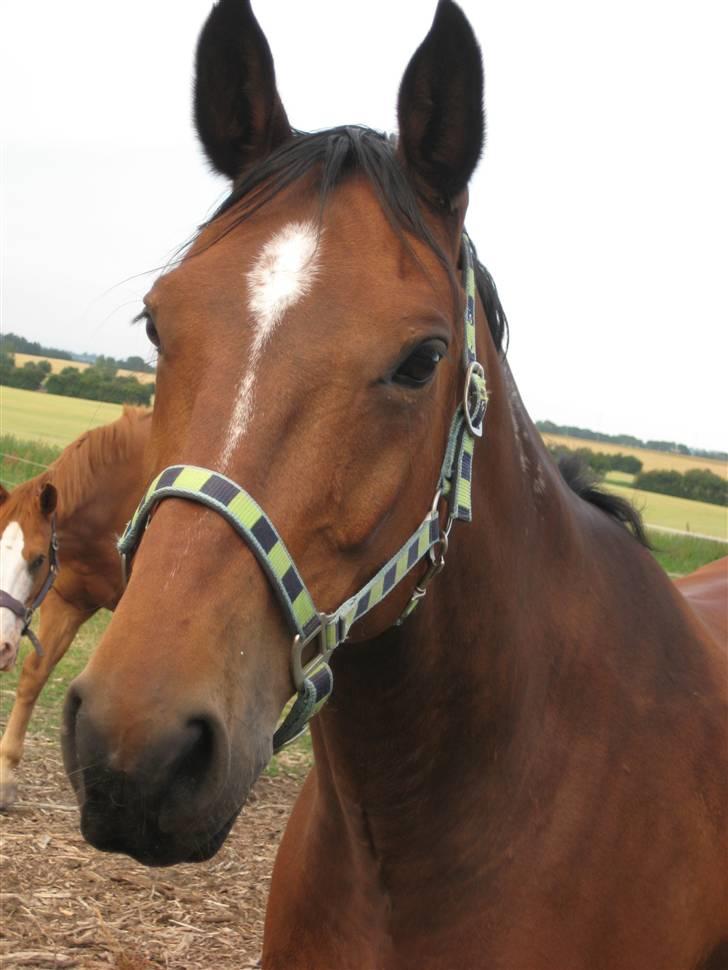 Dansk Varmblod Ivanhoe - på fold;) billede 20