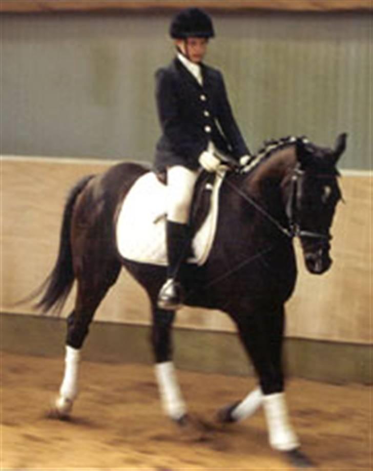 Fuldblod (XX) De Integro*solgt* billede 12