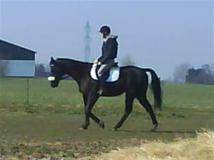 Fuldblod (XX) De Integro*solgt* billede 13