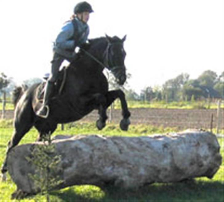 Fuldblod (XX) De Integro*solgt* billede 14