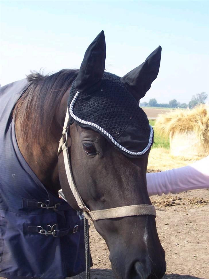 Fuldblod (XX) De Integro*solgt* billede 15