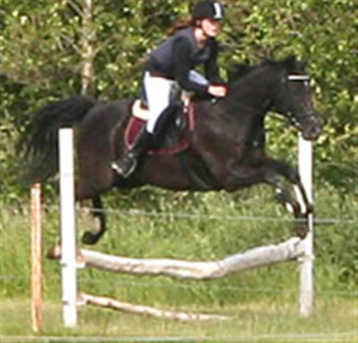 Fuldblod (XX) De Integro*solgt* billede 16