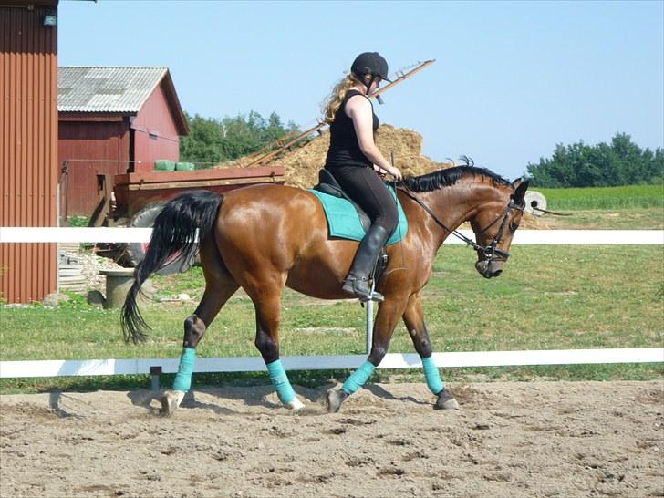 Dansk Varmblod Ivanhoe - ivan og mig;)  foto Josephine Hansen billede 13