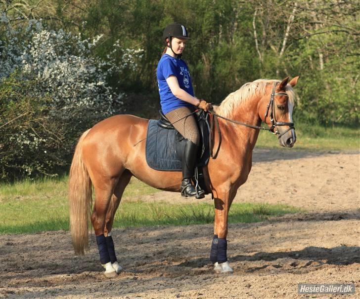 Hollandsk Sportspony Bright gold dancer -solgt - :D billede 19