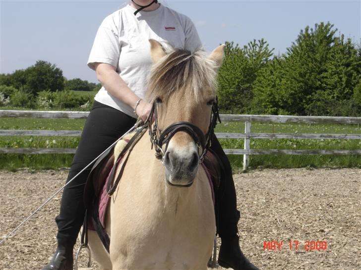 Fjordhest Tamra ~ Pensioneret ~ Rip min smukke engel - Ja en frækkert er jeg også :o) (billedet er taget d. 17/5-08) (billedet er taget i magretelunden) billede 8
