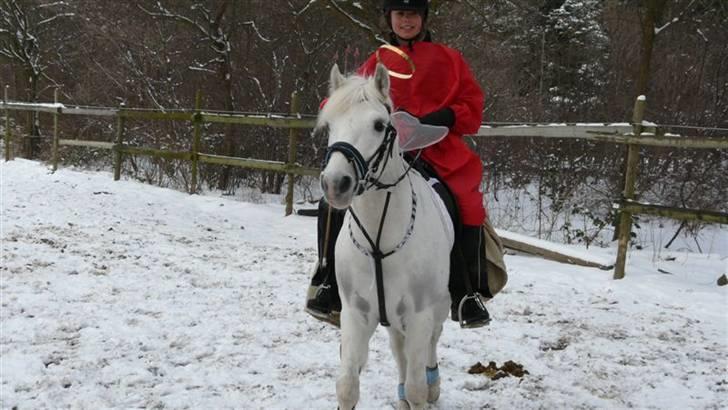 Connemara Banks Captain  - Foto: Gry billede 6