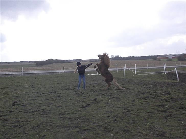 Shetlænder boris R.I.P :'( - boris og amanda (første træning med amanda:)) billede 2