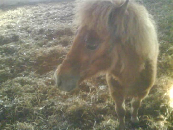 Shetlænder boris R.I.P :'( - det første billed jeg tog af ham han var ikke så smuk men det fik vi hurtig styr på<3 billede 3