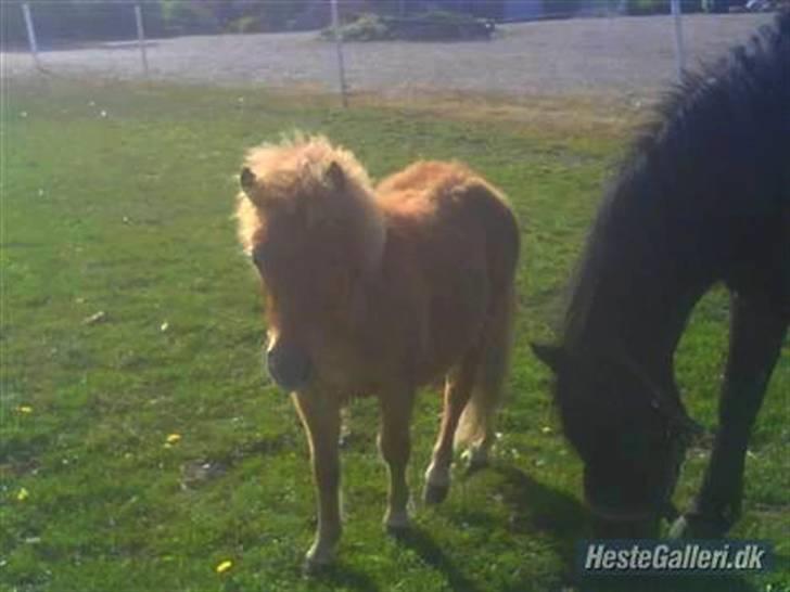 Shetlænder boris R.I.P :'( billede 4