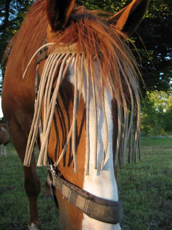 Frederiksborg Findus  billede 13