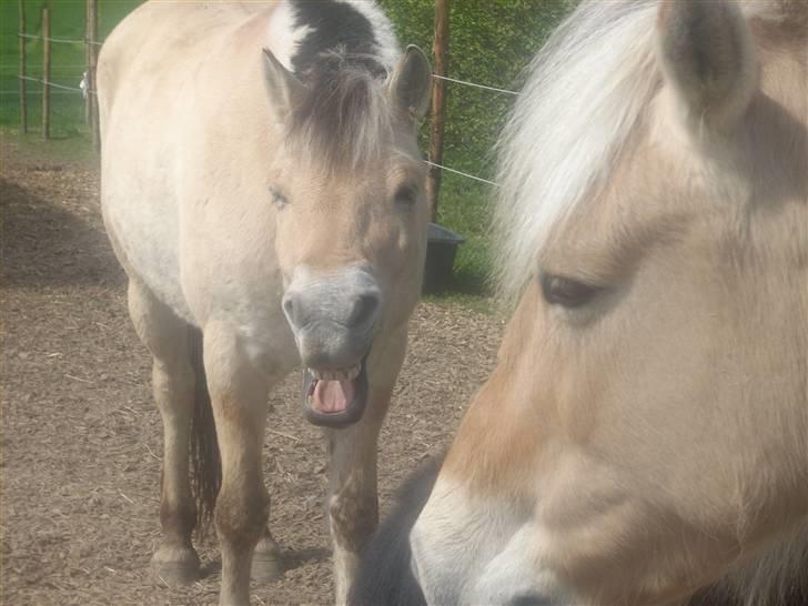 Fjordhest monet*SOLGT* - gaaaab hvor er jeg træt  billede 2