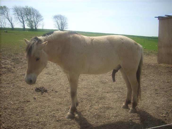 Fjordhest monet*SOLGT* - jeg tager lige en slapper billede 3