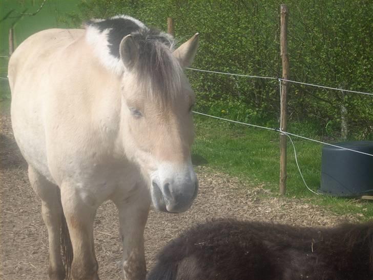 Fjordhest monet*SOLGT* - ¨jeg har ikke lyst til at være fotomodel lige nu okay? billede 4