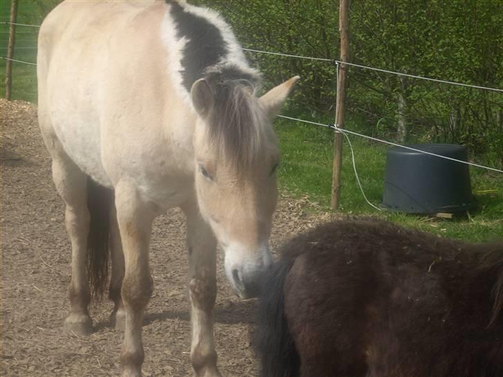 Fjordhest monet*SOLGT* - jeg lugter lige lidt til astas mås hihi billede 5