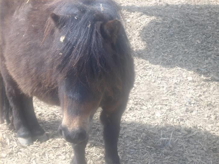 Anden særlig race asta - ej lad være billede 2