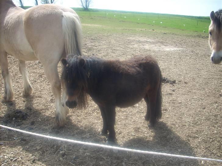 Anden særlig race asta - hm  billede 3