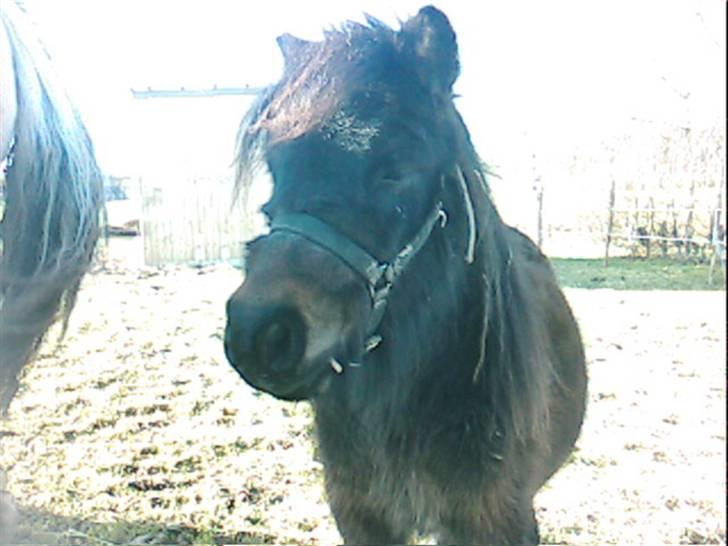 Anden særlig race asta - heeej. billede 4