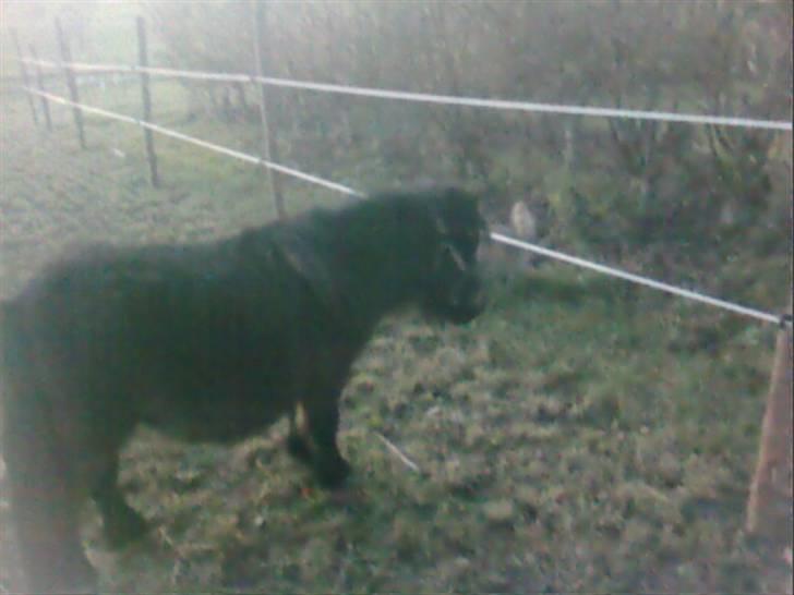 Anden særlig race asta - tykke asta billede 5