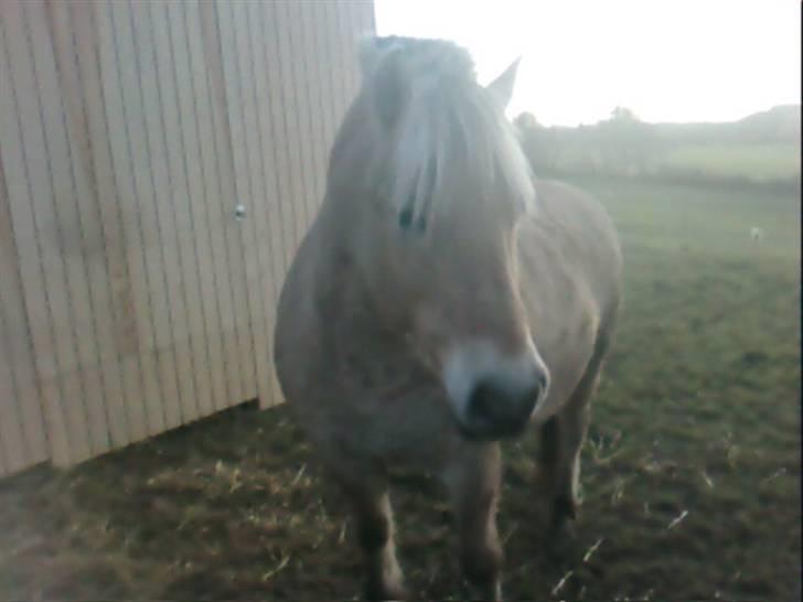 Fjordhest oliver - hvor er du træls jeg hygger lige her. billede 2