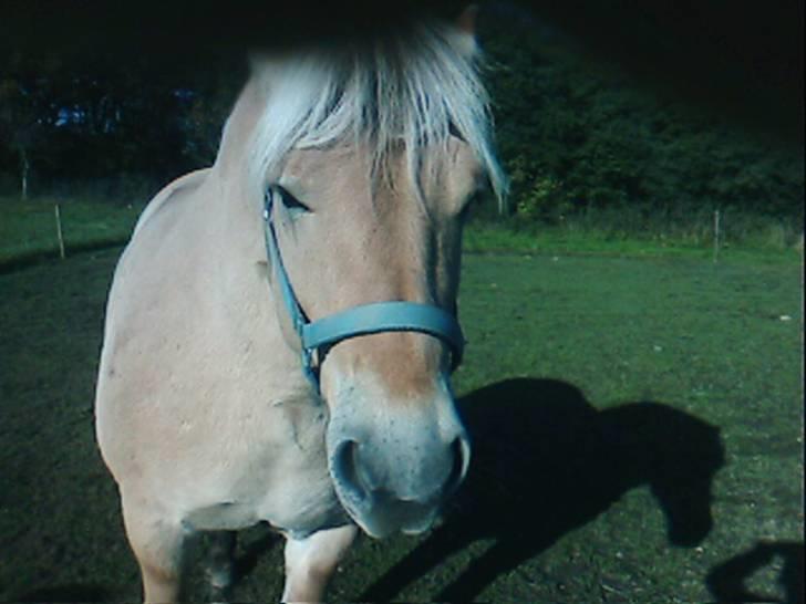 Fjordhest oliver - hej... billede 3