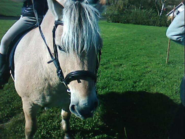 Fjordhest oliver - mmm smager godt smager godt billede 4