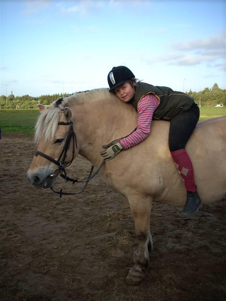 Fjordhest oliver - elsker dig min skat  billede 5