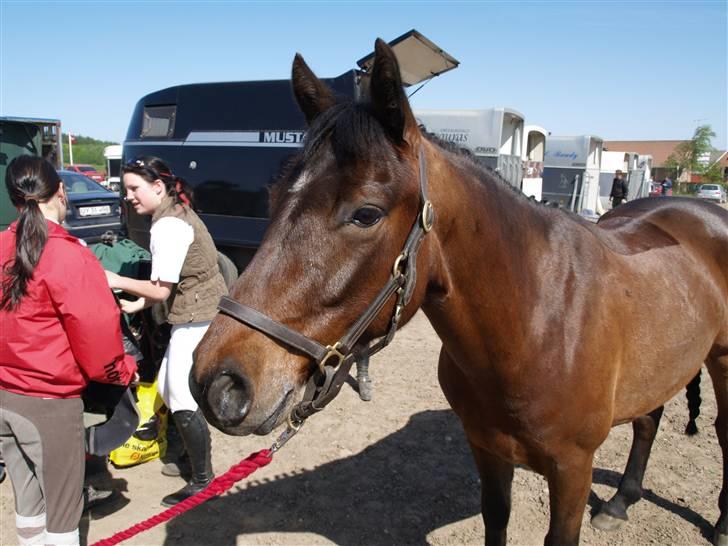 Connemara Pegasus solgt billede 14