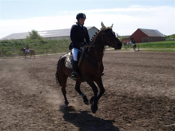 Connemara Pegasus solgt billede 15