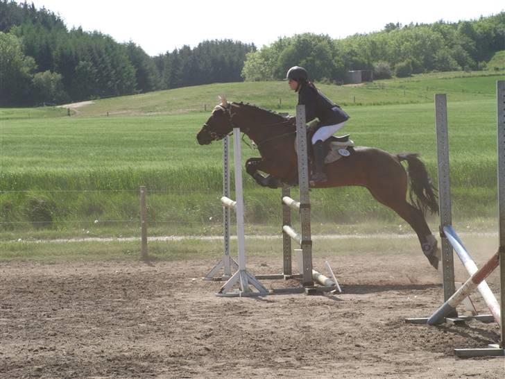 Connemara Pegasus solgt billede 16