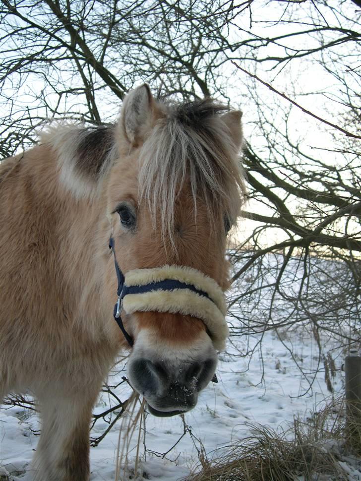 Fjordhest Fleur billede 14