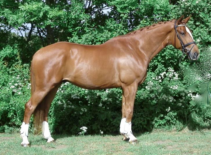 Dansk Varmblod Bentley-WI     SOLGT - NYT NYT NYT ... Smuk eller hvad :-)   Foto Heather Blitz billede 18