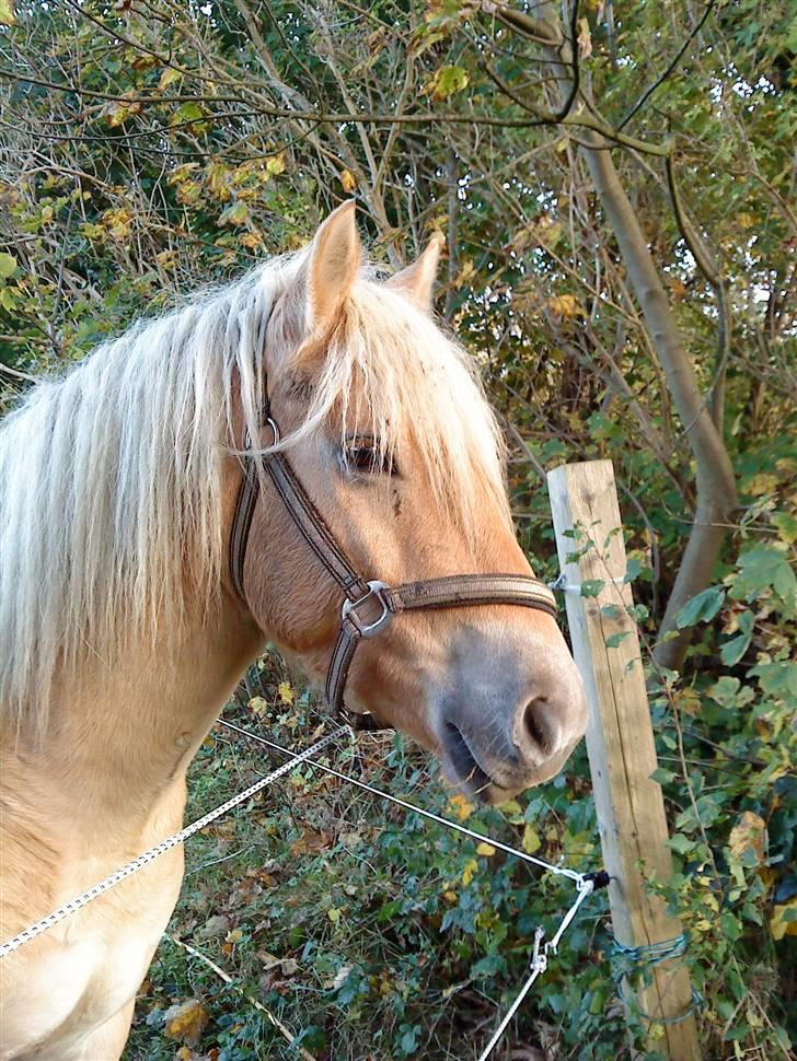 Anden særlig race Basse - Smukke bassemand. billede 1