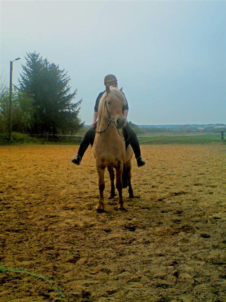 Anden særlig race Basse - Ja det er så min mor på nakken af Basse billede 2