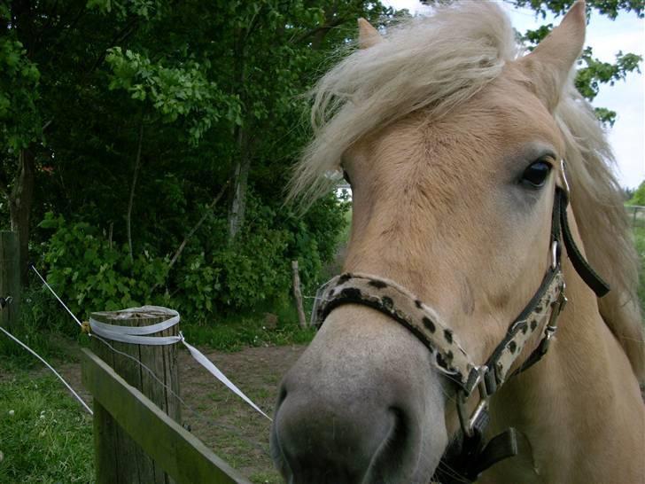 Anden særlig race Basse billede 3