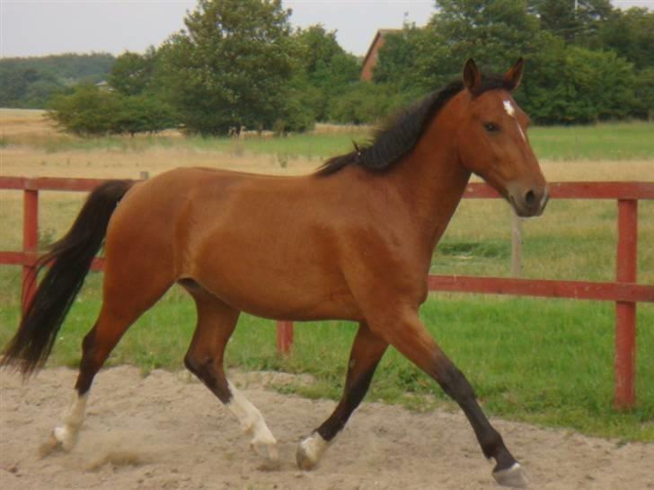 Oldenborg Neo UDLÅNT billede 8