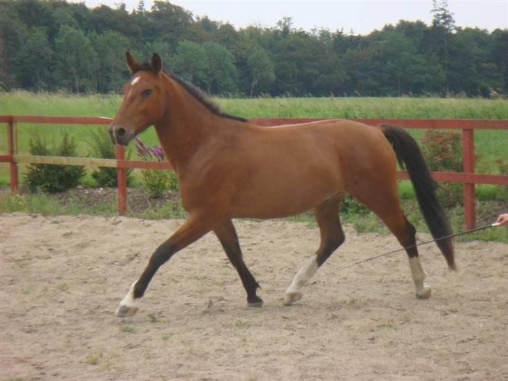 Oldenborg Neo UDLÅNT - August ´09 billede 9