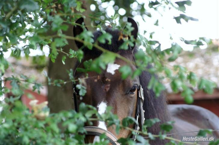 New Forest Ørsted's Mr. Makron -  Foto: Karen RH Dato: 25/8 2009 billede 4