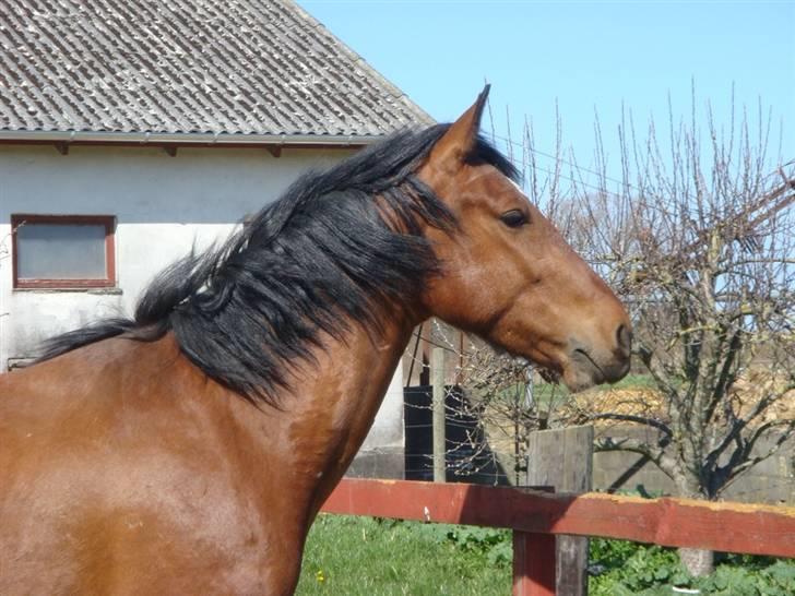 Oldenborg Neo UDLÅNT billede 12