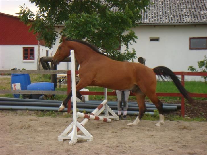 Oldenborg Neo UDLÅNT billede 13