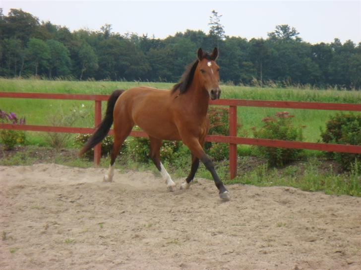 Oldenborg Neo UDLÅNT billede 14