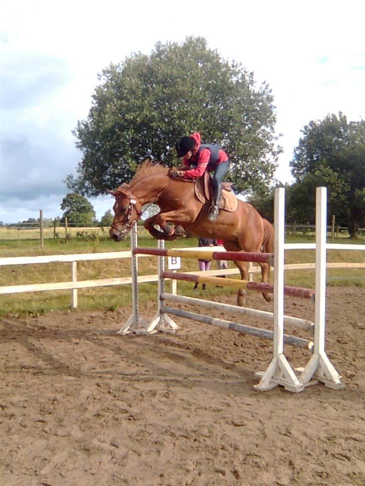 Anden særlig race Valentins Sirocco R.I.P - Højdespring ;) taget af: MBP-foto billede 11