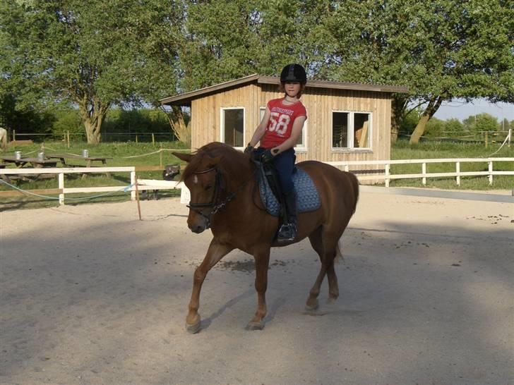 Anden særlig race Valentins Sirocco R.I.P - går jeg fint nu? billede 13
