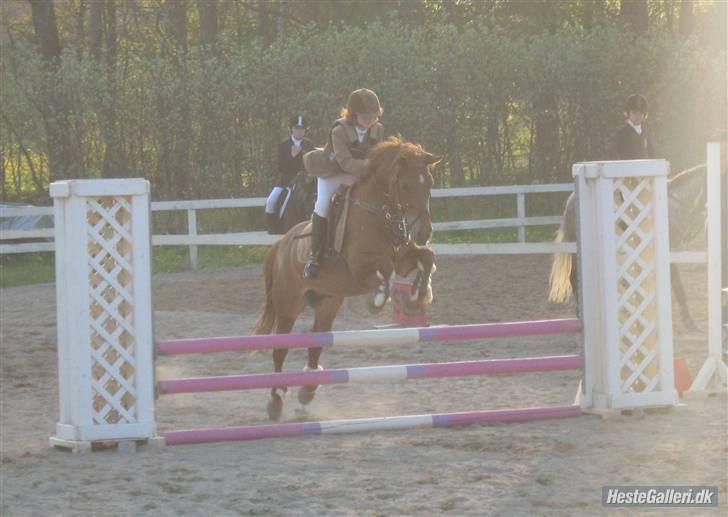 Anden særlig race Valentins Sirocco R.I.P - Heh. så fin billede 14