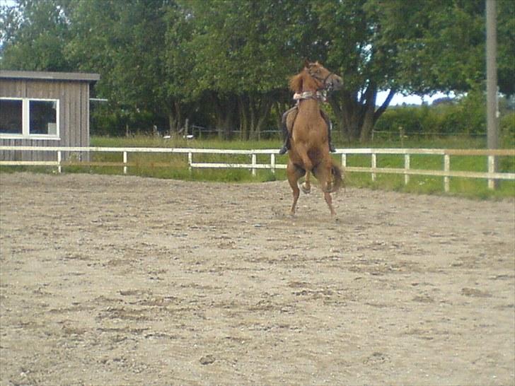 Anden særlig race Valentins Sirocco R.I.P - vilddyr :D billede 15