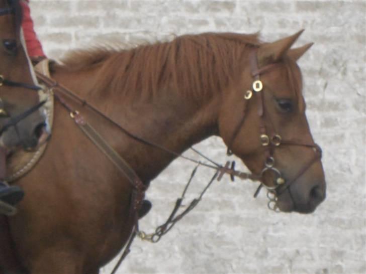 Anden særlig race Valentins Sirocco R.I.P - Valentins hoved<3 billede 16