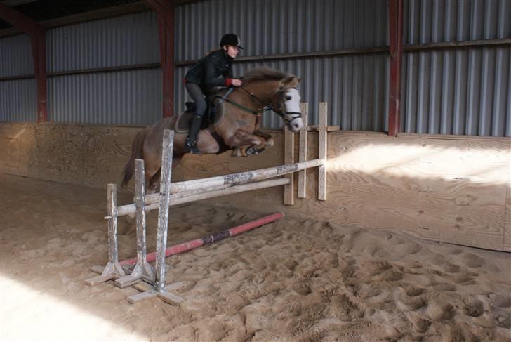 Anden særlig race Bacardi *tidl. hest - Træning :-) billede 8